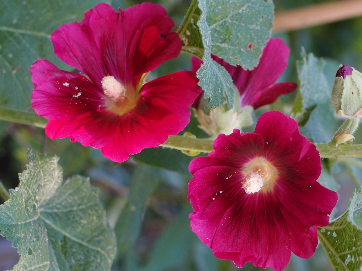 2019-06-14 wendel - der Garten